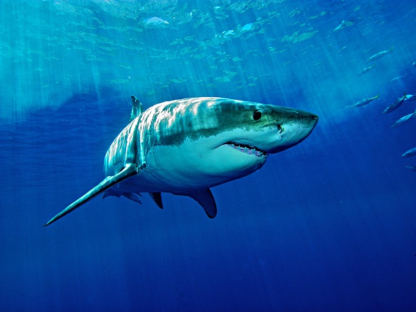 Cá mập số mấy - Nằm mơ thấy cá mập đánh con gì